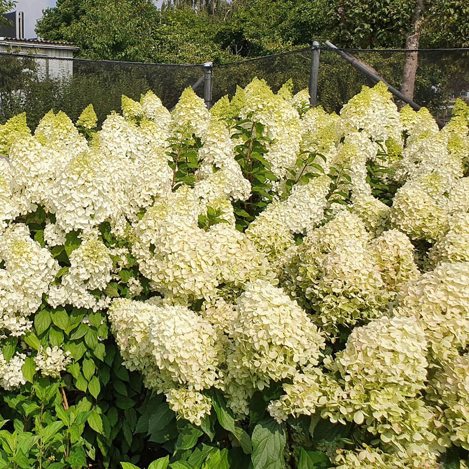 Gardening Direct Hydrangea Paniculata Hercules 9cm x3