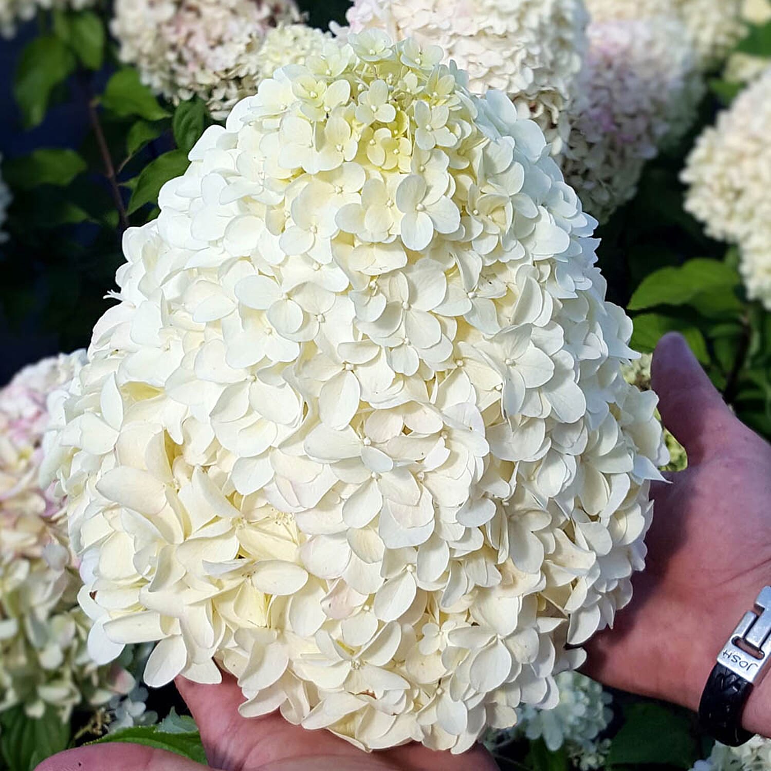 Gardening Direct Hydrangea Paniculata Hercules 9cm x3