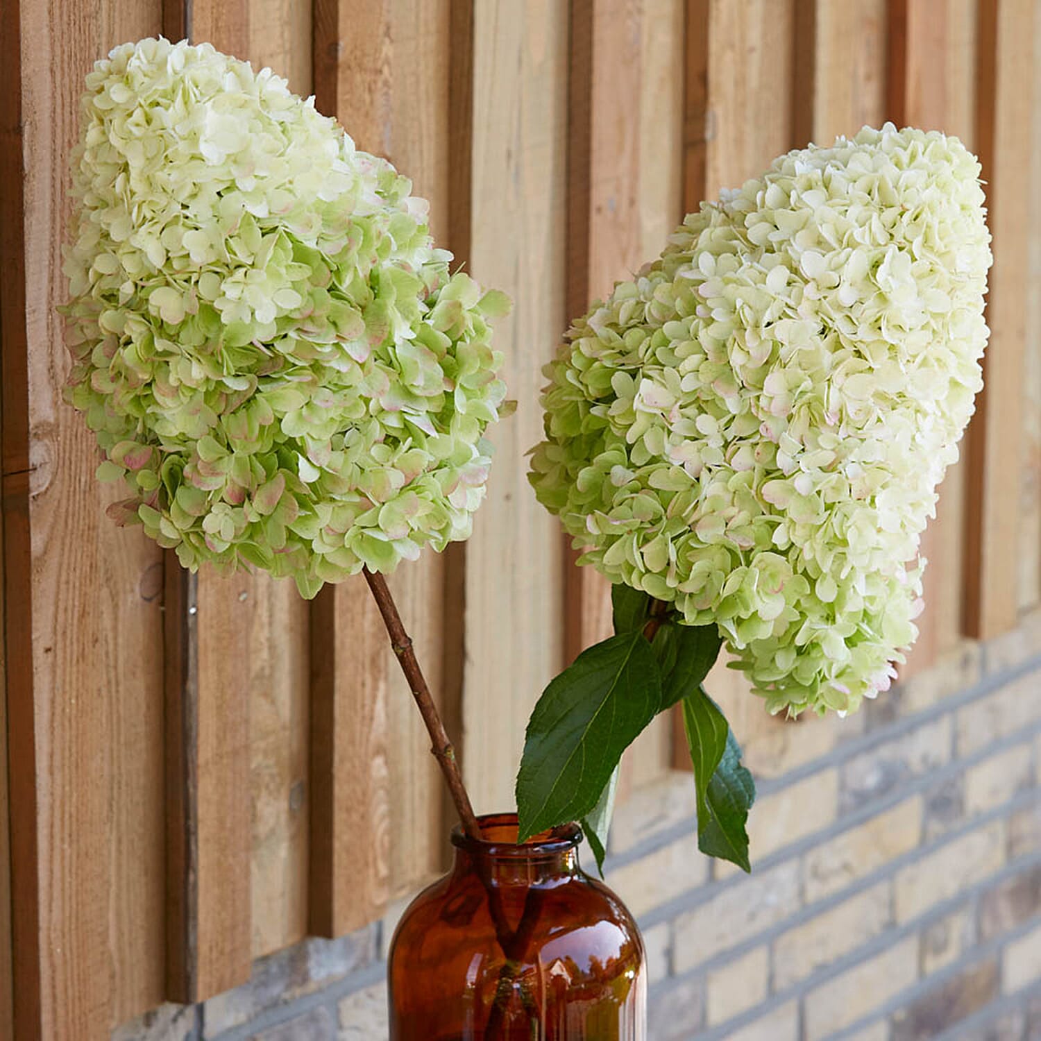 Gardening Direct Hydrangea Paniculata Hercules 9cm x3