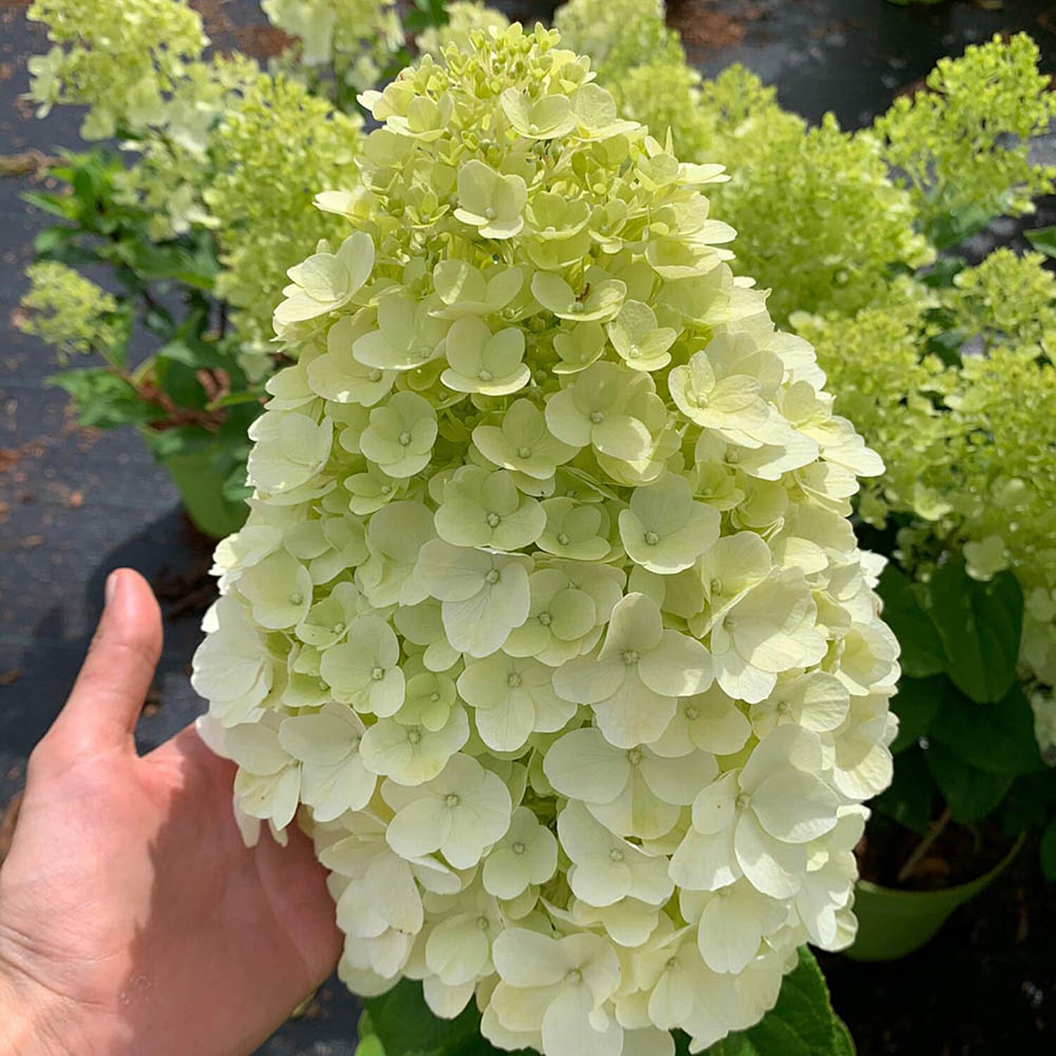 Gardening Direct Hydrangea Paniculata Hercules 9cm x3