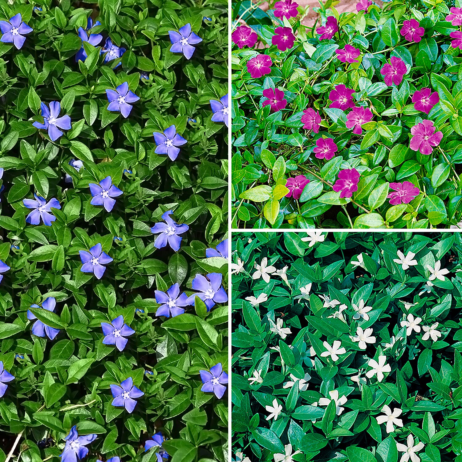Gardening Direct Vinca Collection 3 x 9cm