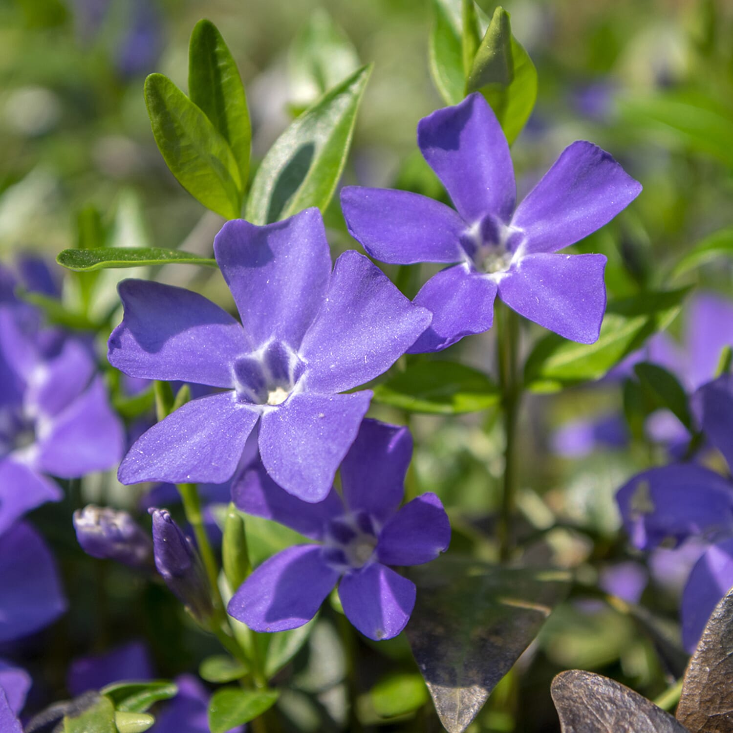 Gardening Direct Vinca Collection 3 x 9cm