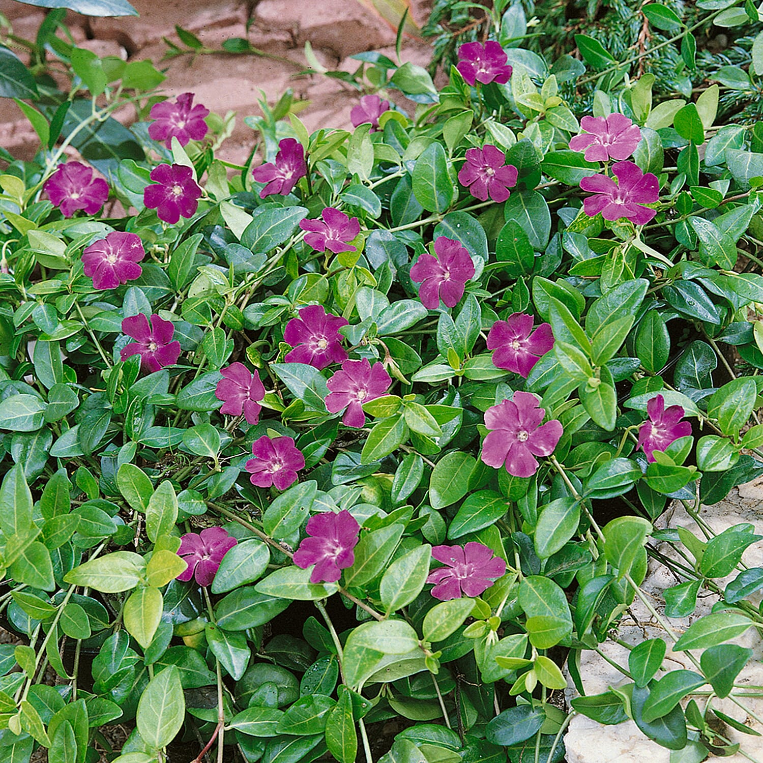 Gardening Direct Vinca Collection 3 x 9cm