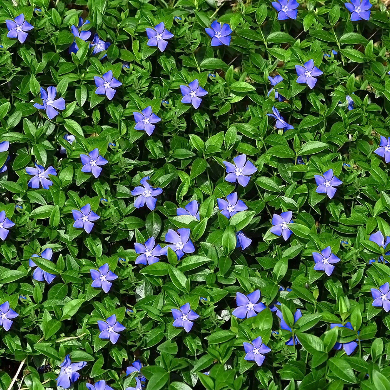 Gardening Direct Vinca Collection 3 x 9cm