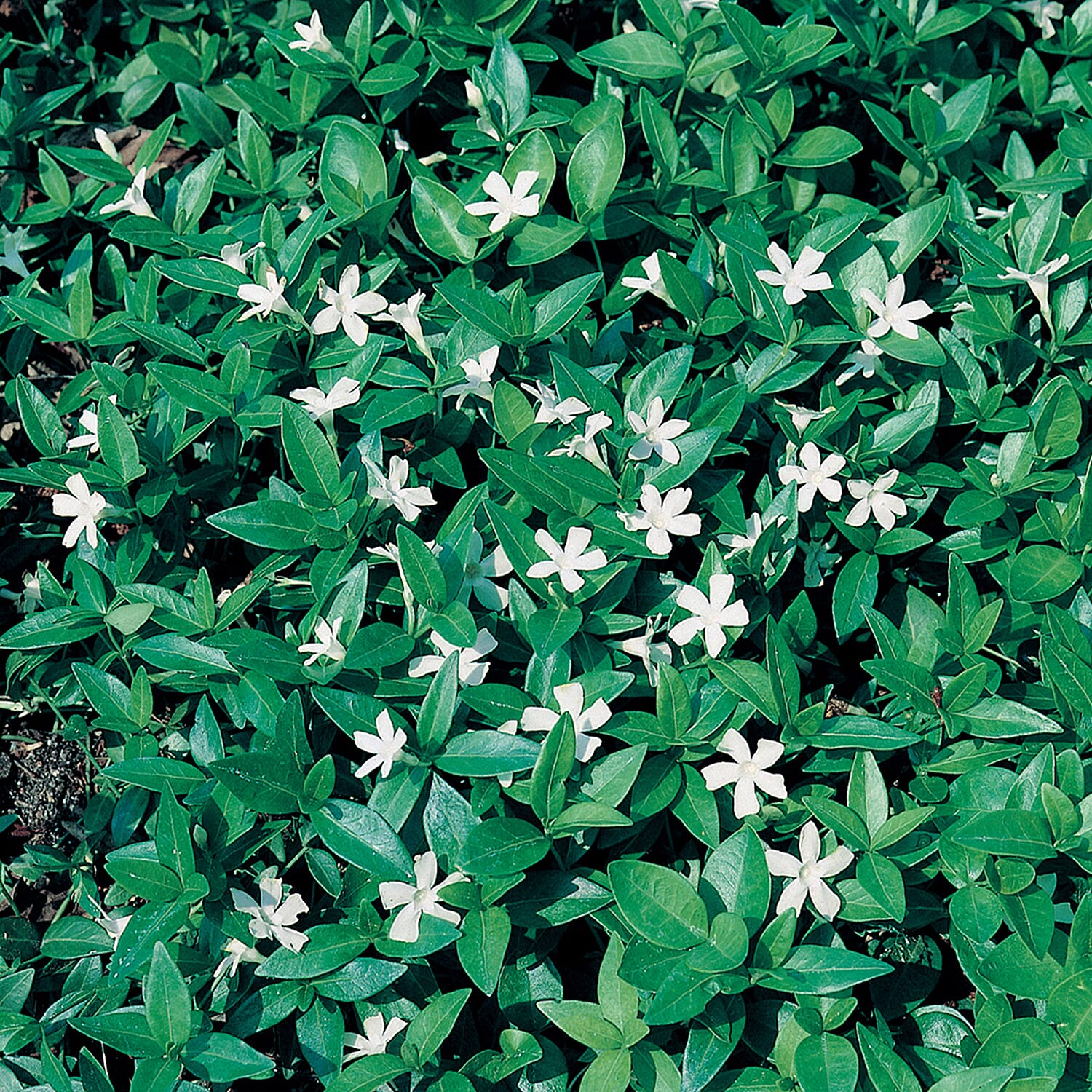 Gardening Direct Vinca Collection 3 x 9cm