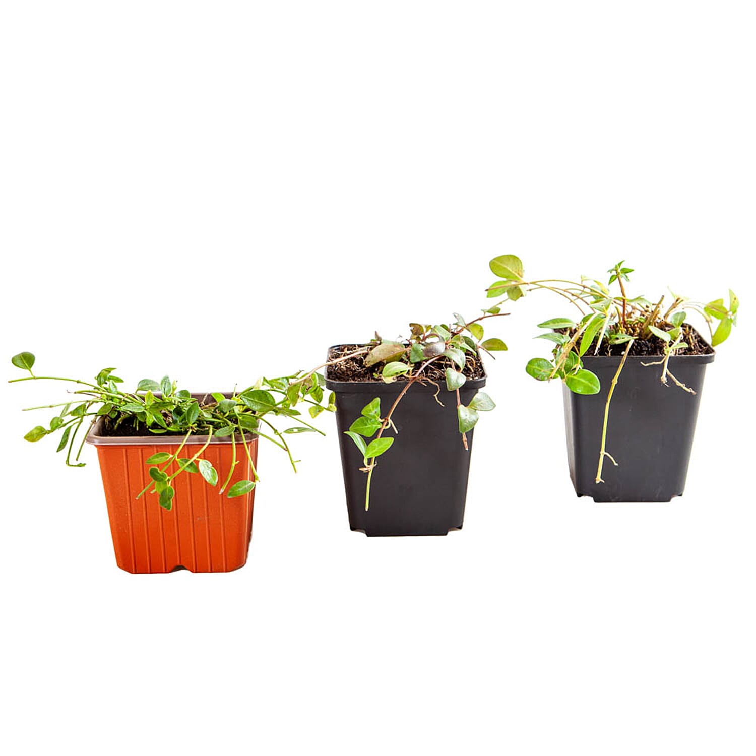 Gardening Direct Vinca Collection 3 x 9cm