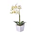 12 Head Butterfly Orchid Flower Foliage (Size 50x12x12 cm) - White