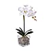 6 Head Butterfly Orchid Flower Foliage with Cobblestone (Size 50x10x10 cm) - White