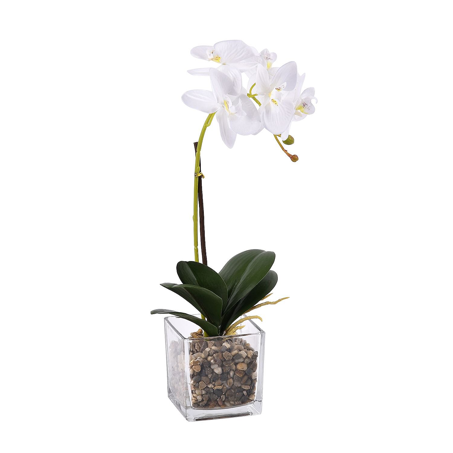 6 Head Butterfly Orchid Flower Foliage with Cobblestone (Size 50x10x10 cm) - White