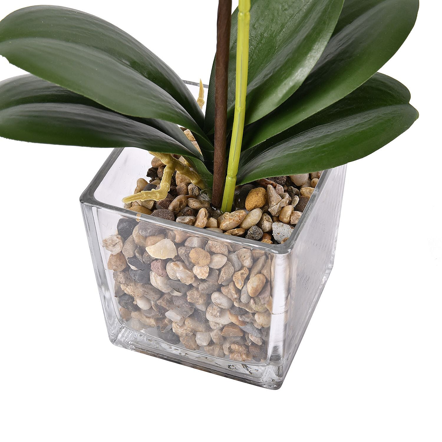 6 Head Butterfly Orchid Flower Foliage with Cobblestone (Size 50x10x10 cm) - White