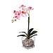 6 Head Butterfly Orchid Flower Foliage with Cobblestone (Size 50x10x10 cm) - White