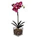 6 Head Butterfly Orchid Flower Foliage with Cobblestone (Size 50x10x10 cm) - White