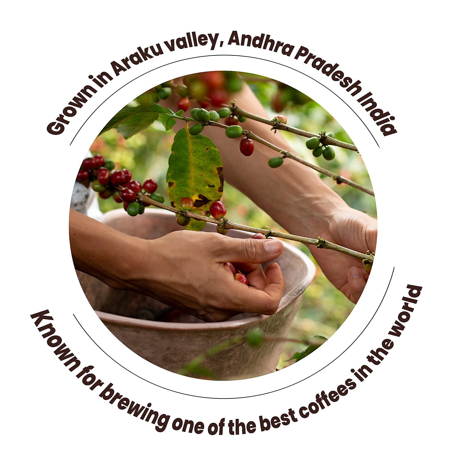 ARAKU Arabica Ground Coffee - Micro Climate (250g)