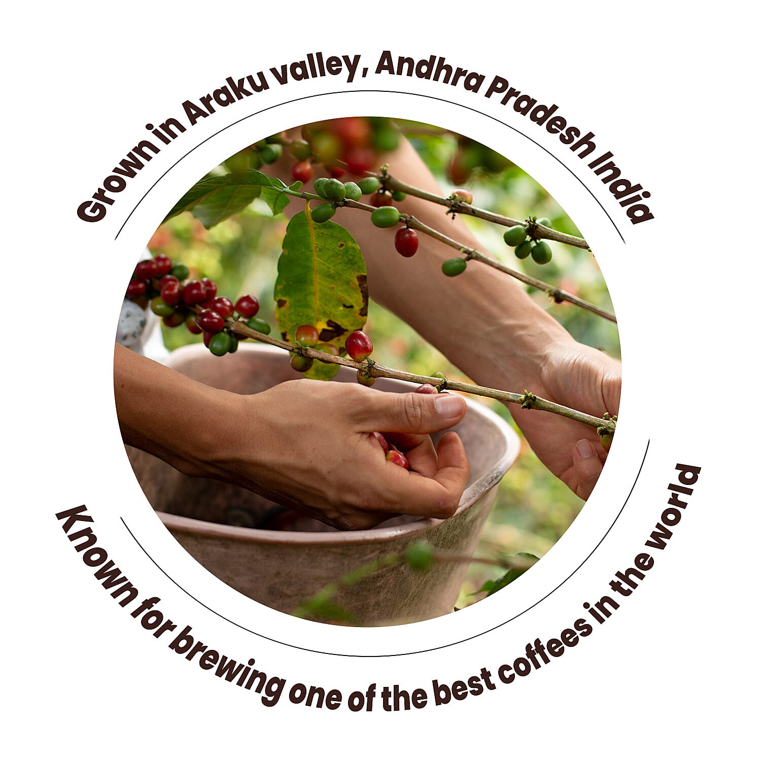 ARAKU Arabica Ground Coffee - Signature (250g)