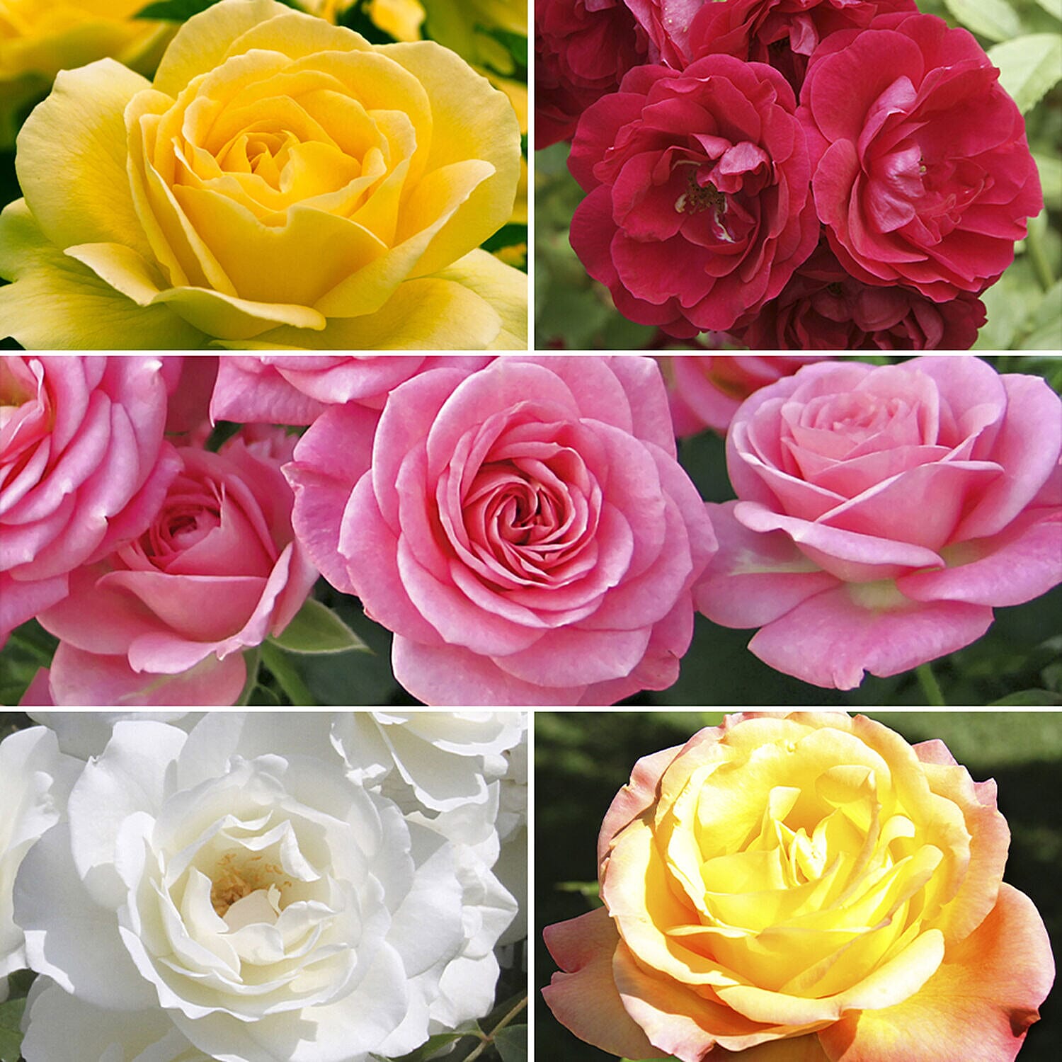 5 Fascination Bare Root Roses Inc Worlds Favourite Rose Pascali, Queen Elizabeth, Peace PLUS 5 Copper Planters
