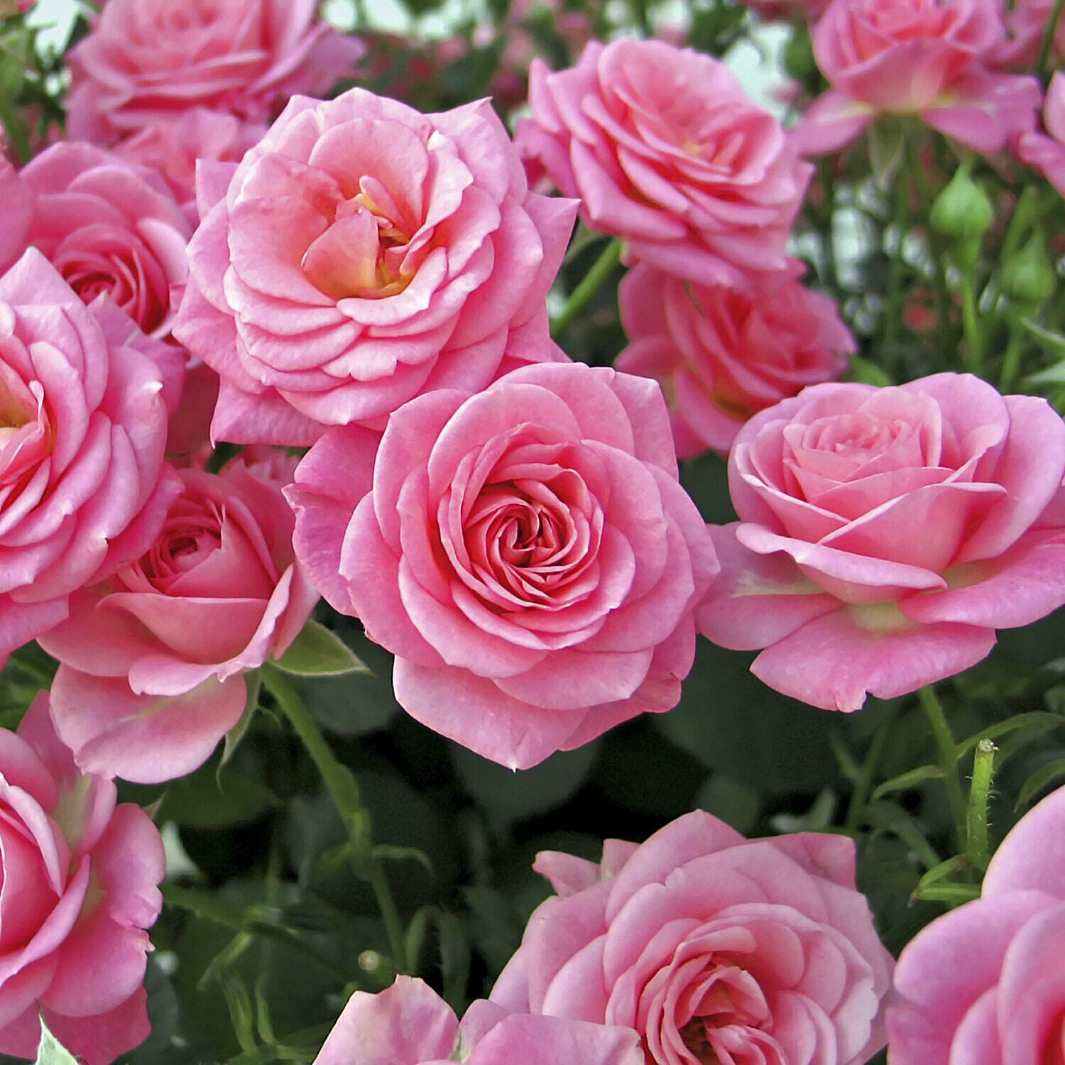 5 Fascination Bare Root Roses Inc Worlds Favourite Rose Pascali, Queen Elizabeth, Peace PLUS 5 Copper Planters