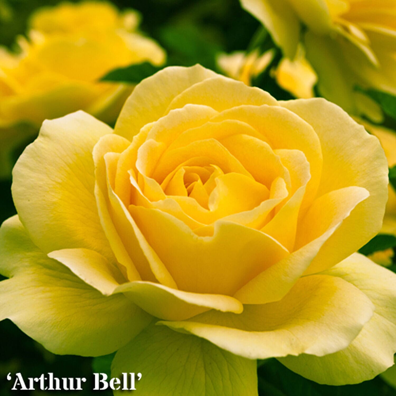 5 Fascination Bare Root Roses Inc Worlds Favourite Rose Pascali, Queen Elizabeth, Peace PLUS 5 Copper Planters