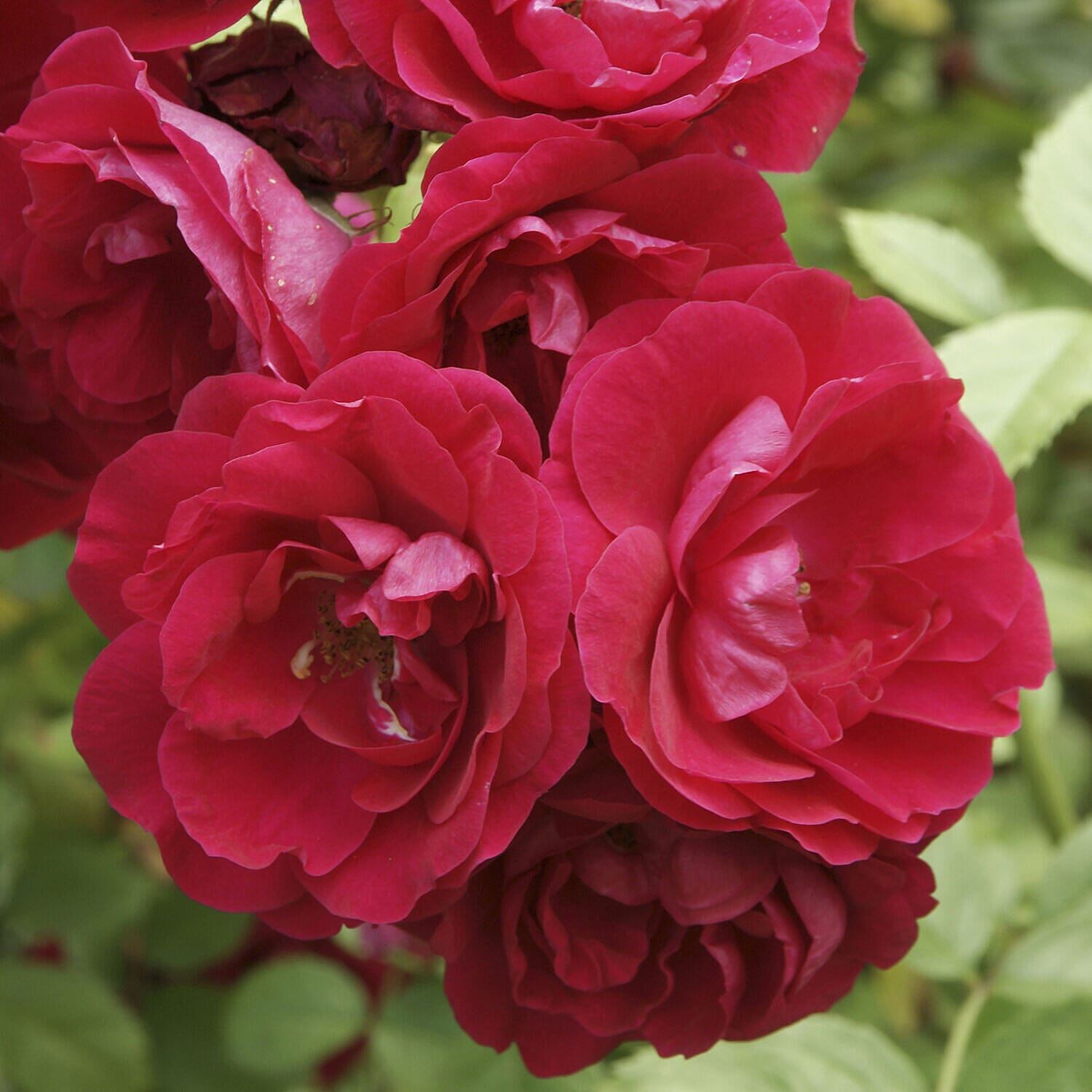 5 Fascination Bare Root Roses Inc Worlds Favourite Rose Pascali, Queen Elizabeth, Peace PLUS 5 Copper Planters