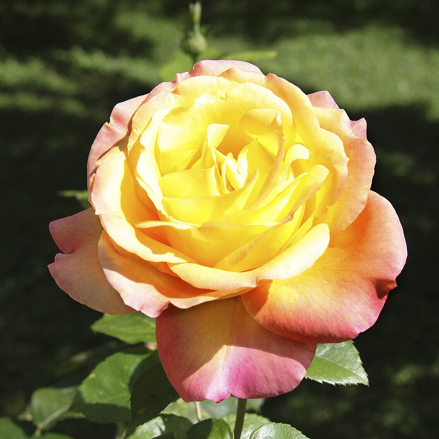 5 Fascination Bare Root Roses Inc Worlds Favourite Rose Pascali, Queen Elizabeth, Peace PLUS 5 Copper Planters