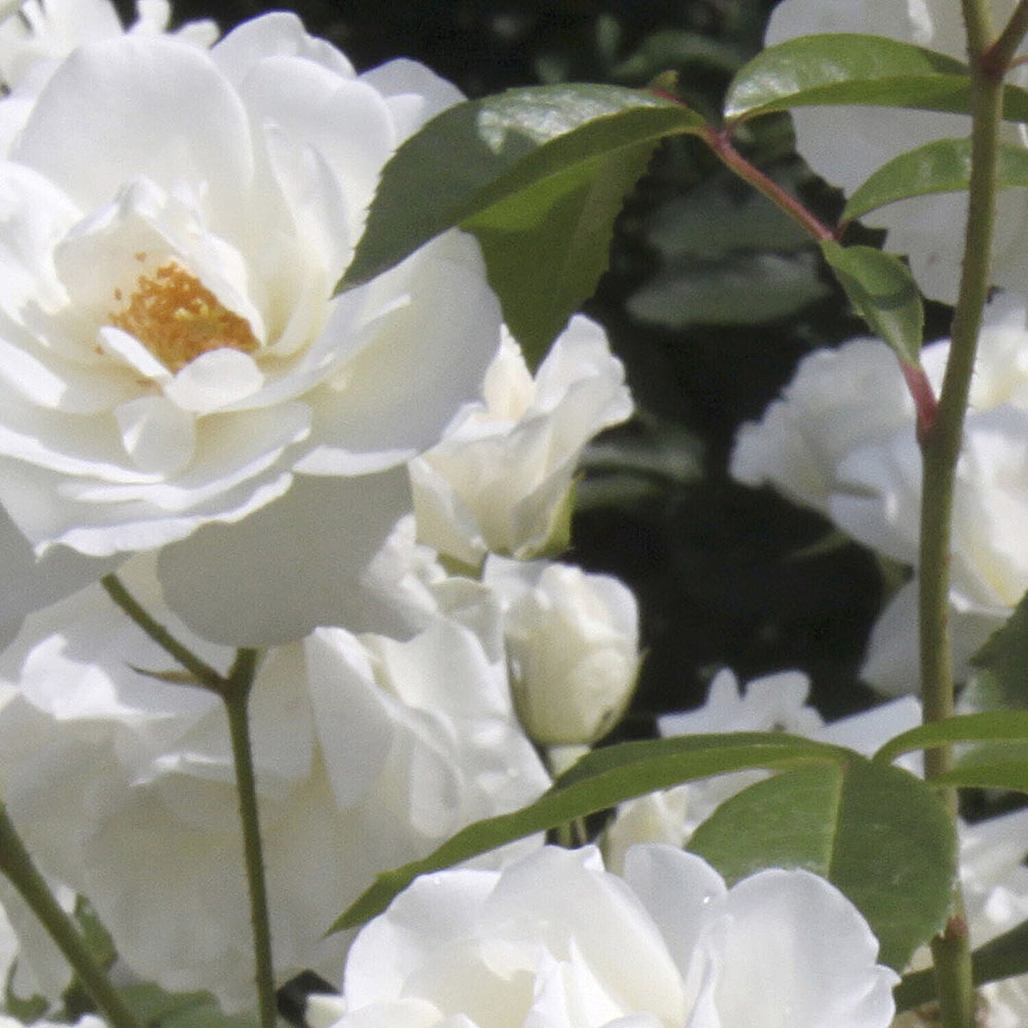 5 Fascination Bare Root Roses Inc Worlds Favourite Rose Pascali, Queen Elizabeth, Peace PLUS 5 Copper Planters