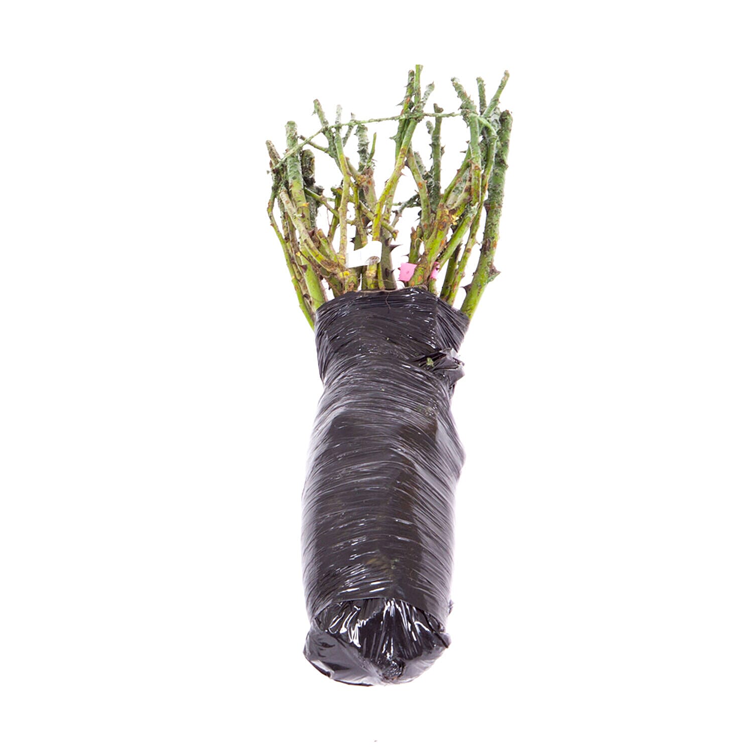 5 Fascination Bare Root Roses Inc Worlds Favourite Rose Pascali, Queen Elizabeth, Peace PLUS 5 Copper Planters