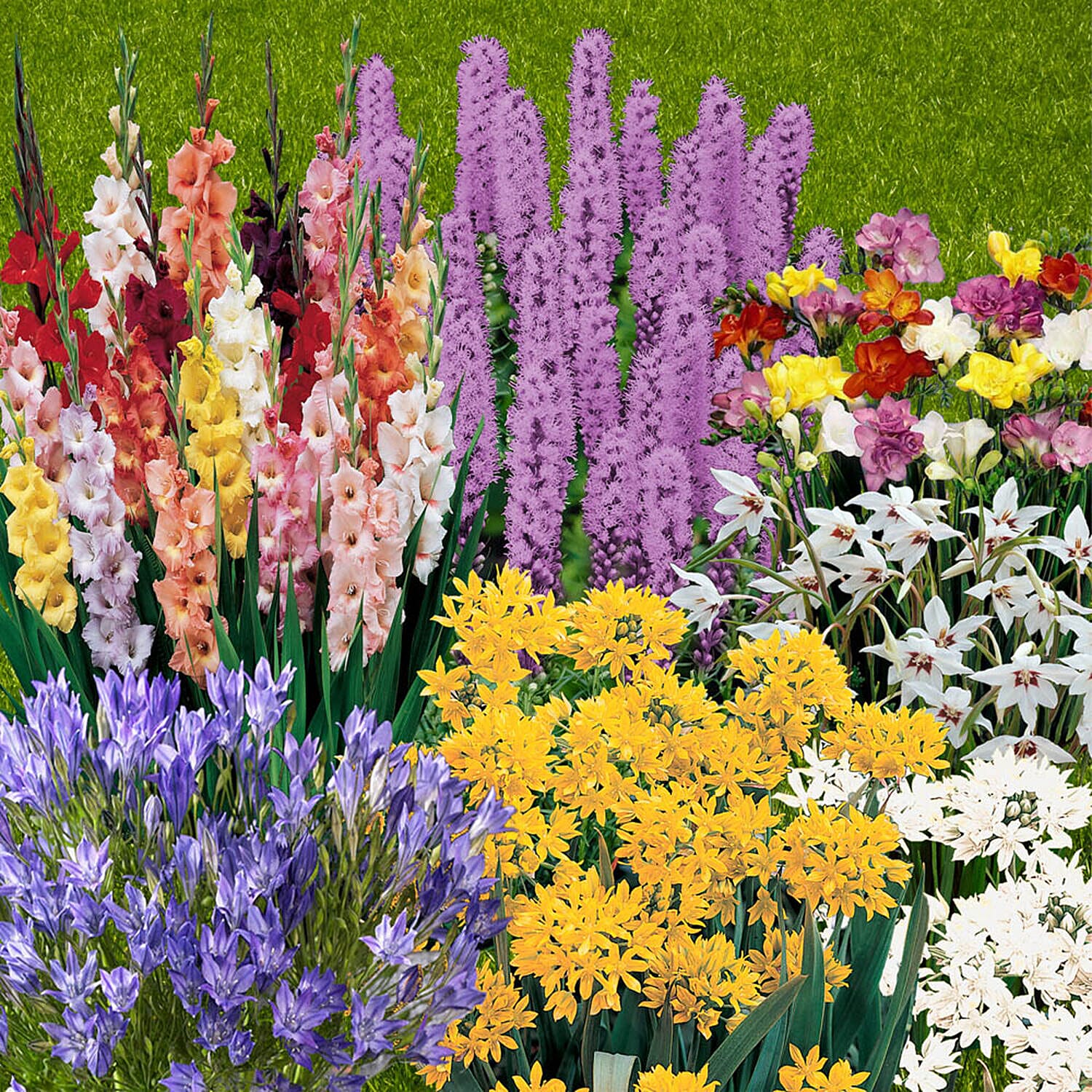 Spectacular Summer Bulb Collection of 300 Mixed Bulbs