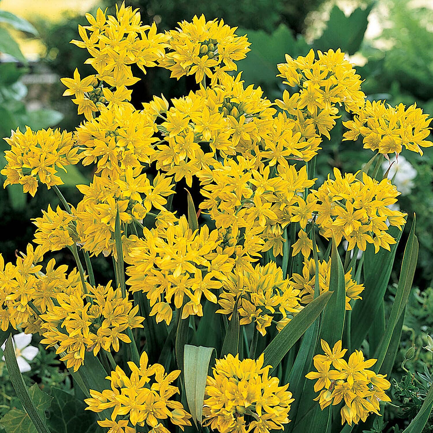 Spectacular Summer Bulb Collection of 300 Mixed Bulbs