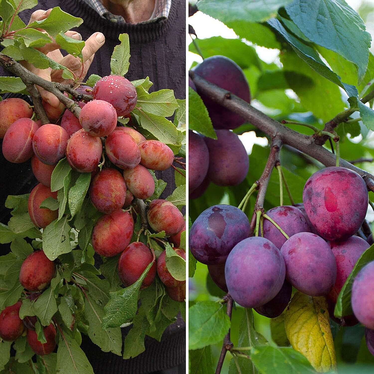 Bare Root Duo Plum Fruit Tree Victoria & Opal