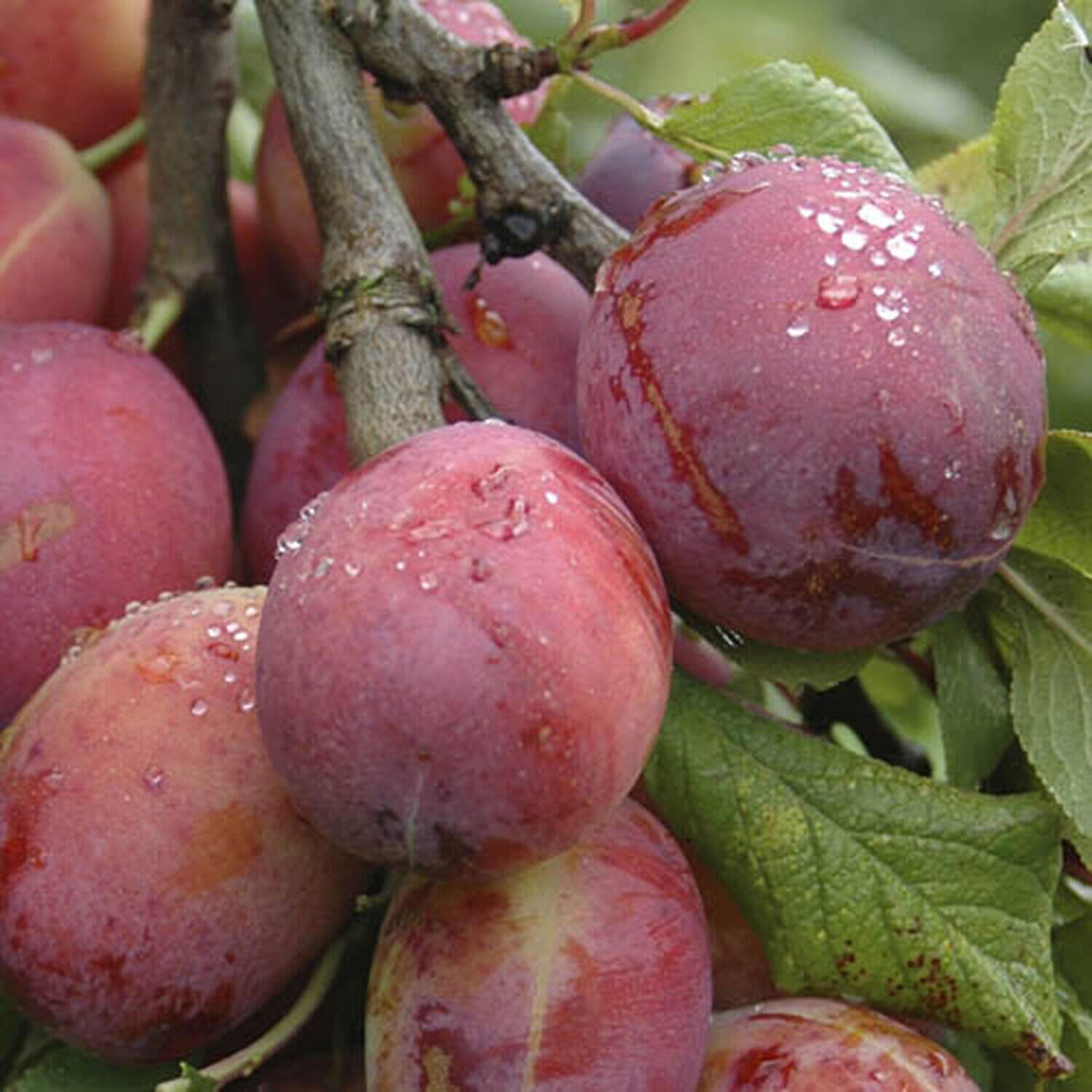 Bare Root Duo Plum Fruit Tree Victoria & Opal