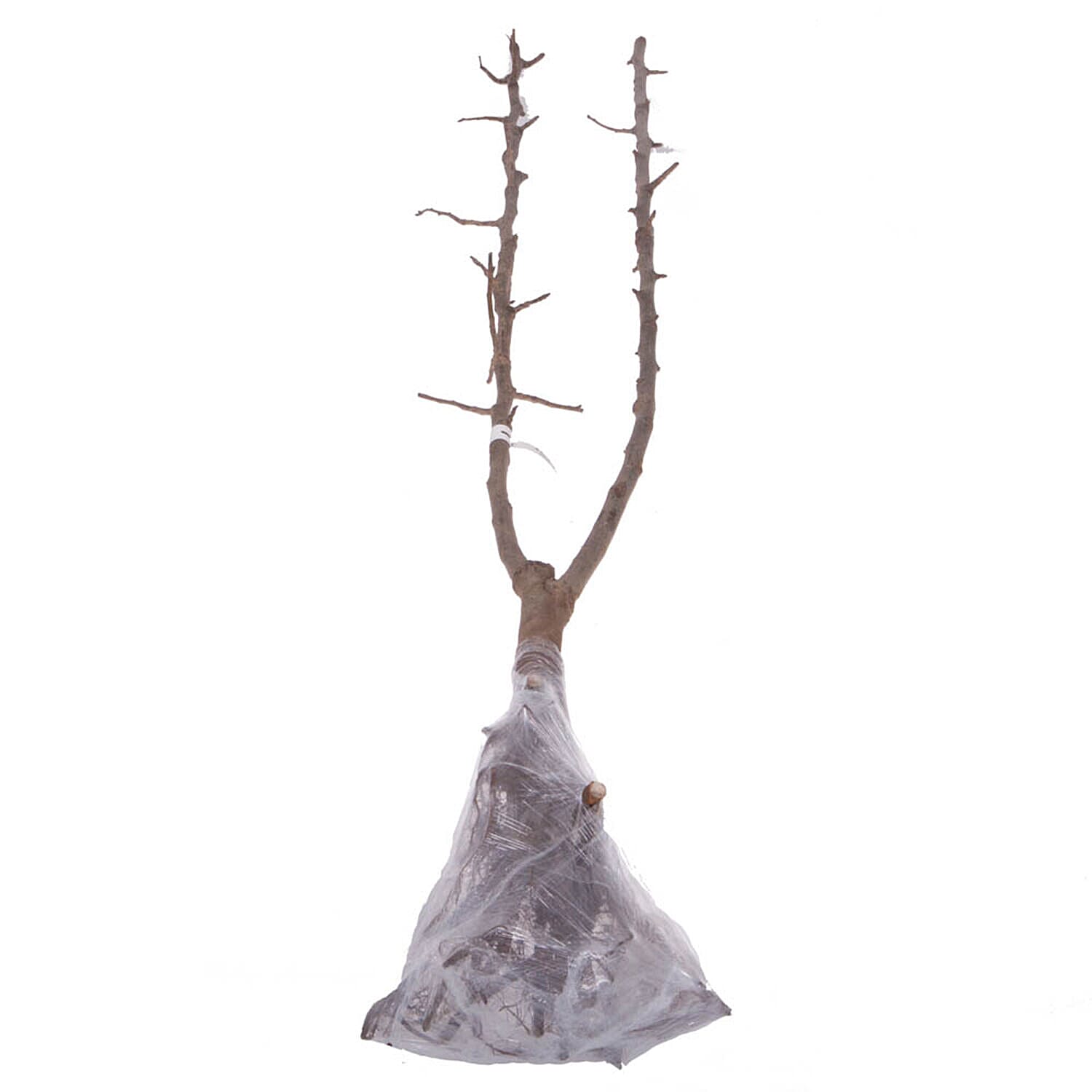 Bare Root Duo Pear Fruit Tree Conference & Concorde