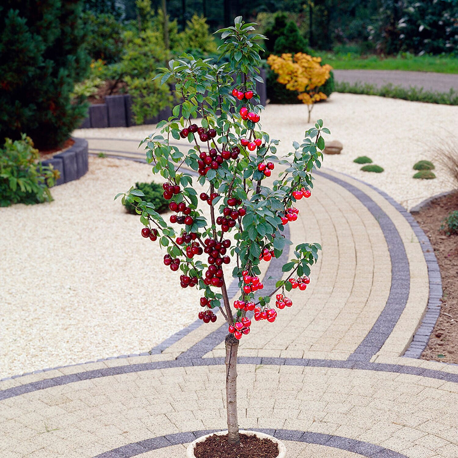 Bare Root Duo Cherry Fruit Tree Stella & Morello Cherry