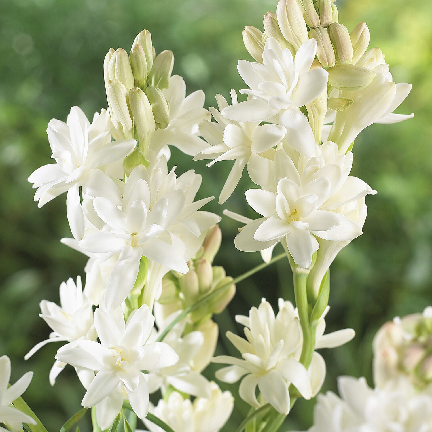 Pack Of 20 Scented Mistress of The Night Tuberose Bulbs