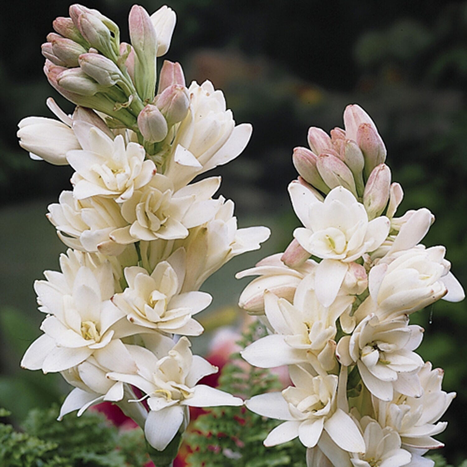 Pack Of 20 Scented Mistress of The Night Tuberose Bulbs