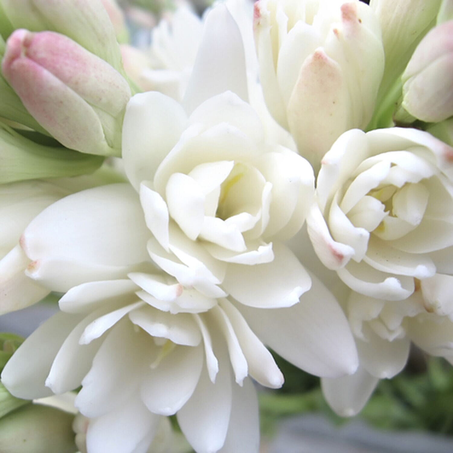 Pack Of 20 Scented Mistress of The Night Tuberose Bulbs