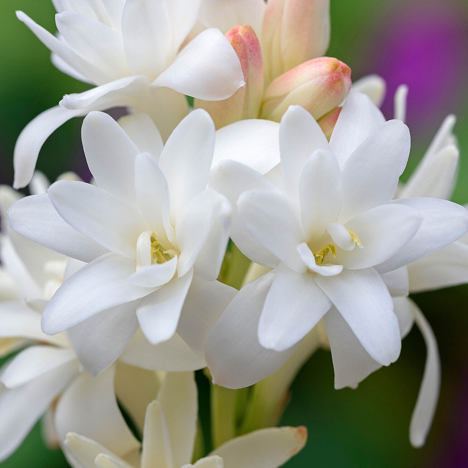 Pack Of 20 Scented Mistress of The Night Tuberose Bulbs