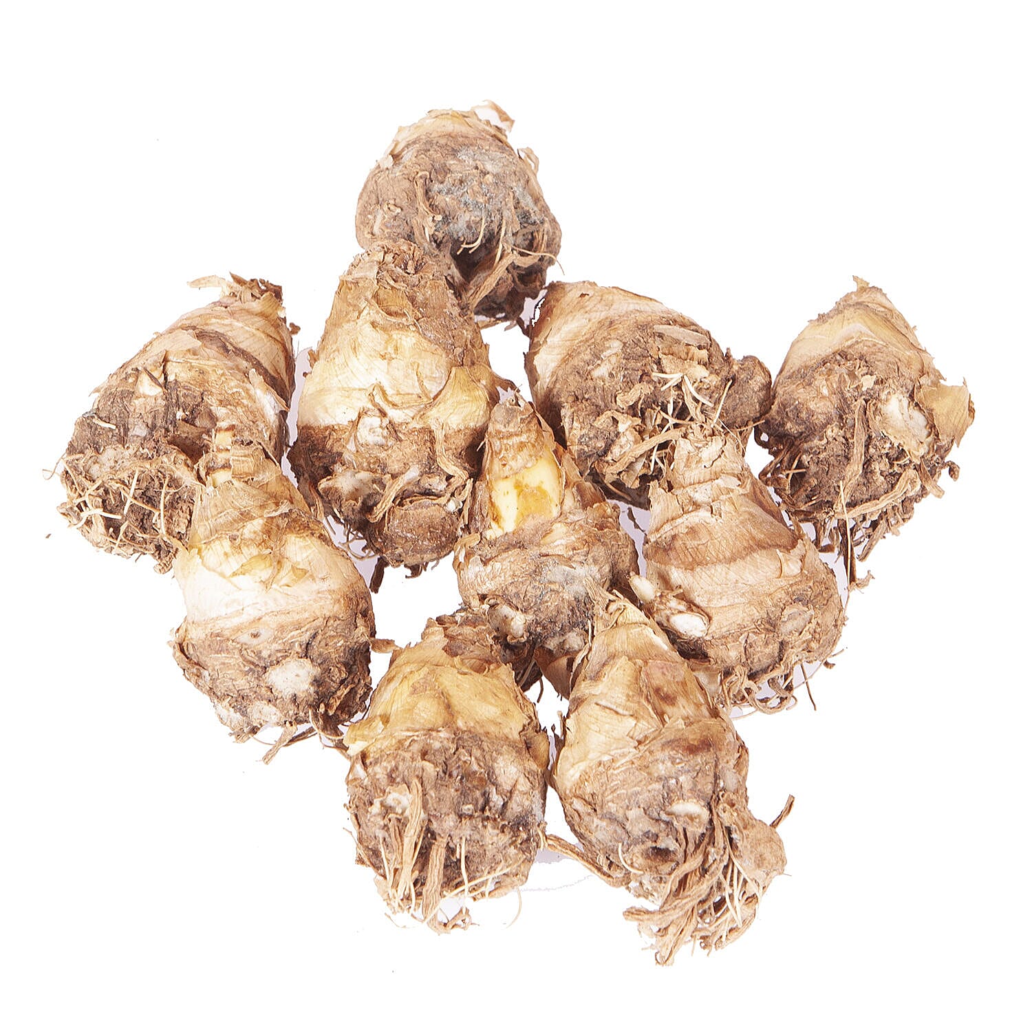 Pack Of 20 Scented Mistress of The Night Tuberose Bulbs