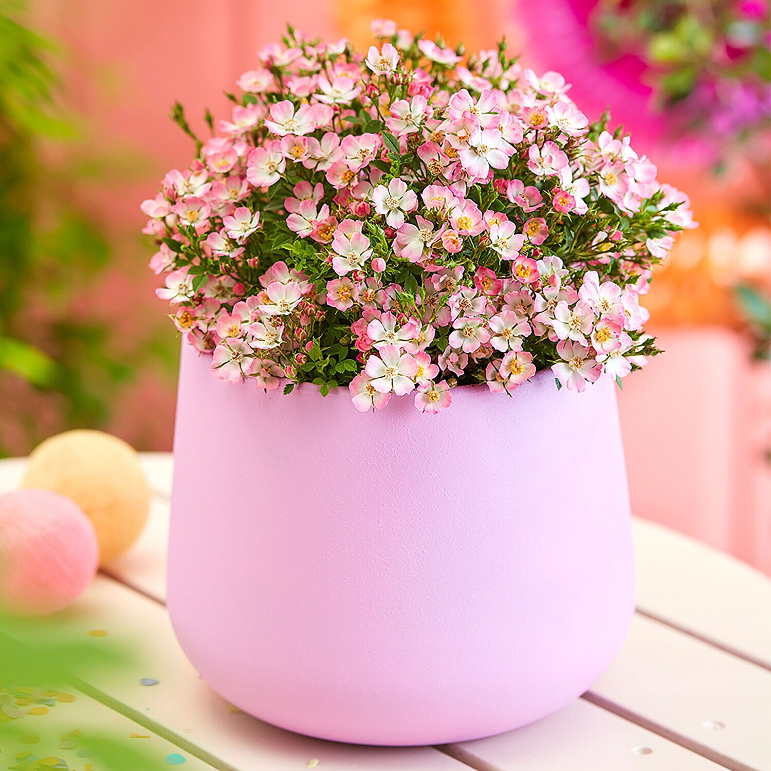 Pair of Rose Cutie Pie in 9cm Pots