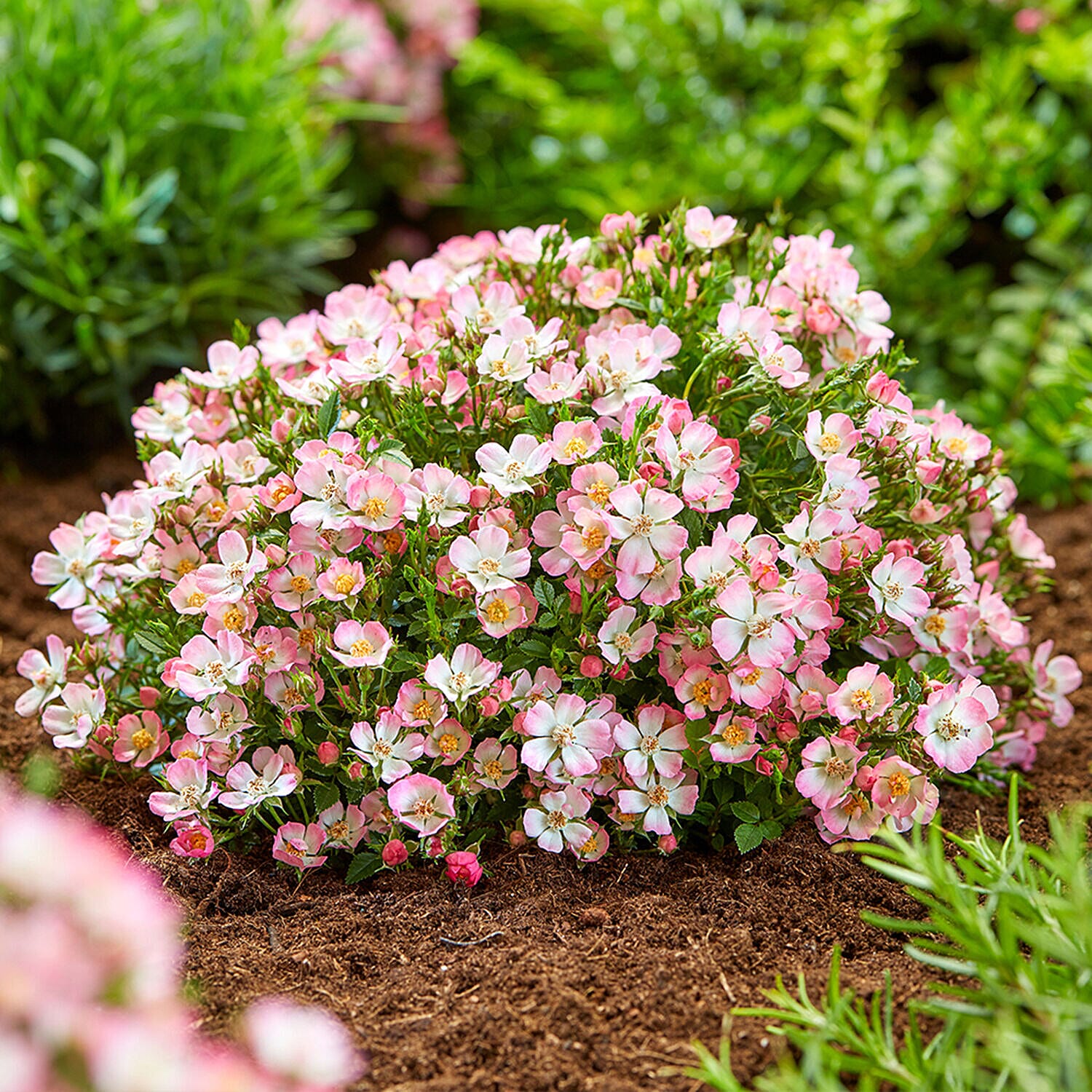 Pair of Rose Cutie Pie in 9cm Pots