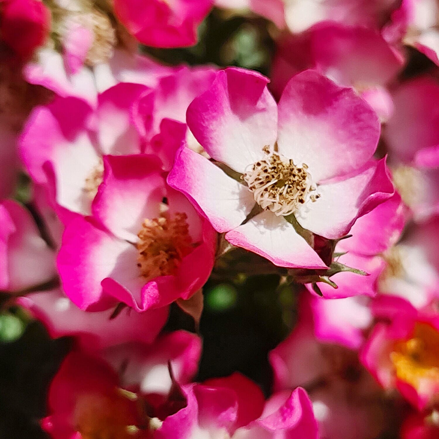 Pair of Rose Cutie Pie in 9cm Pots