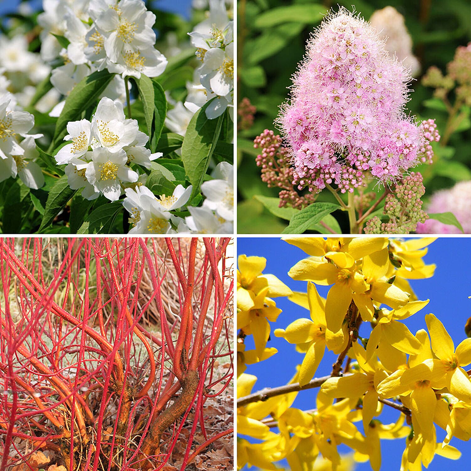All Year Round Hardy Shrub Collection of 12 Bare Root Plants