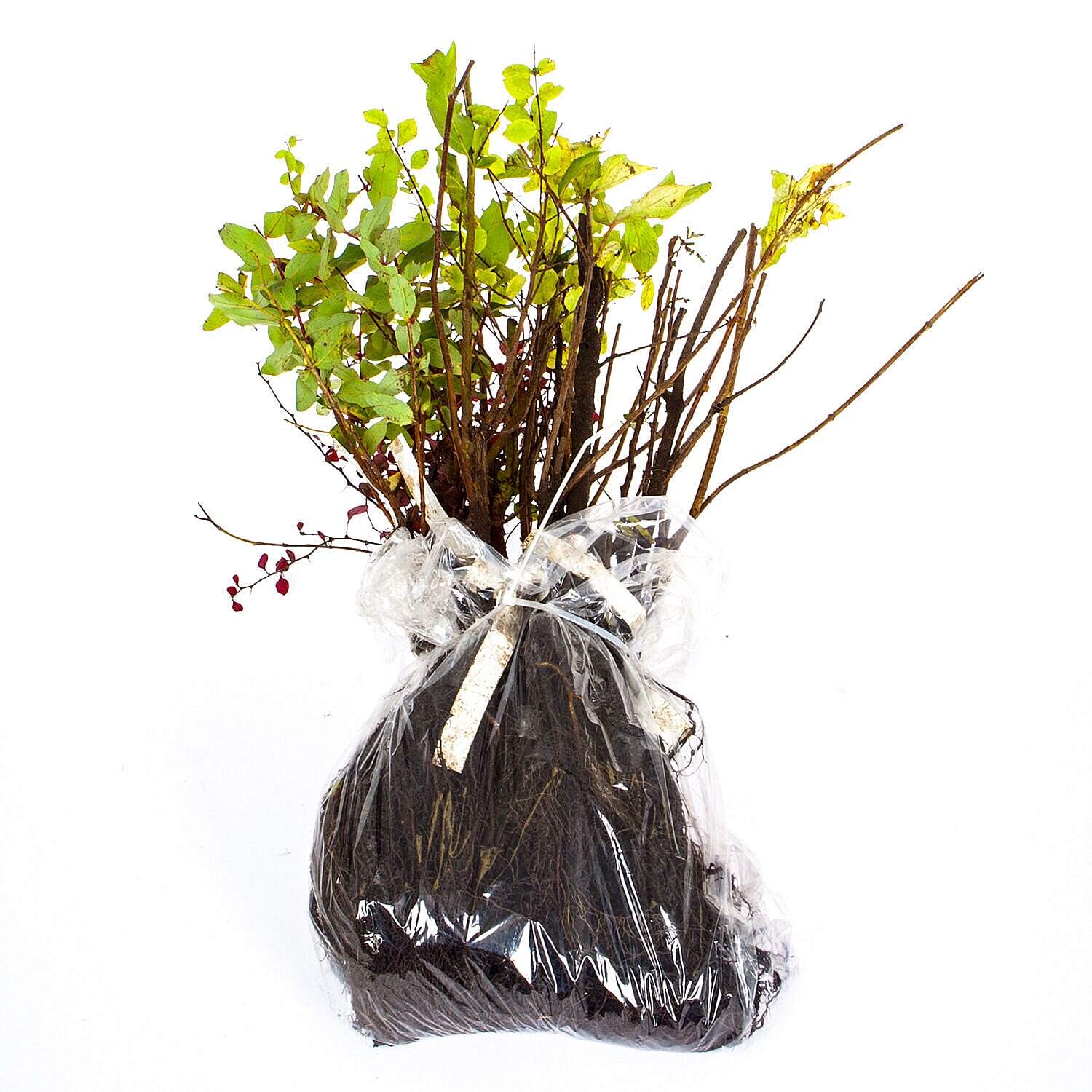 All Year Round Hardy Shrub Collection of 12 Bare Root Plants