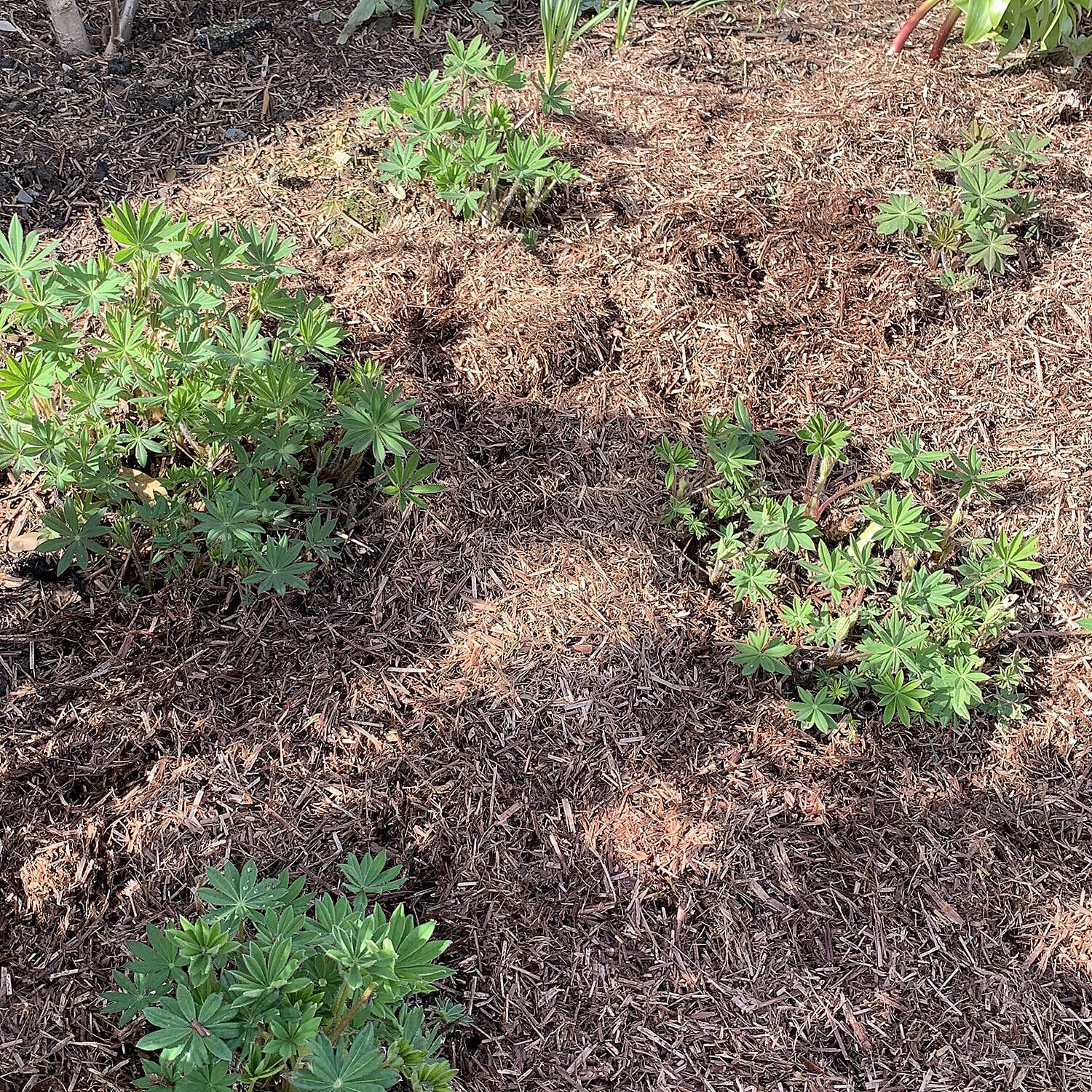 Strulch Mineralised Straw Garden Mulch 9kg Bag