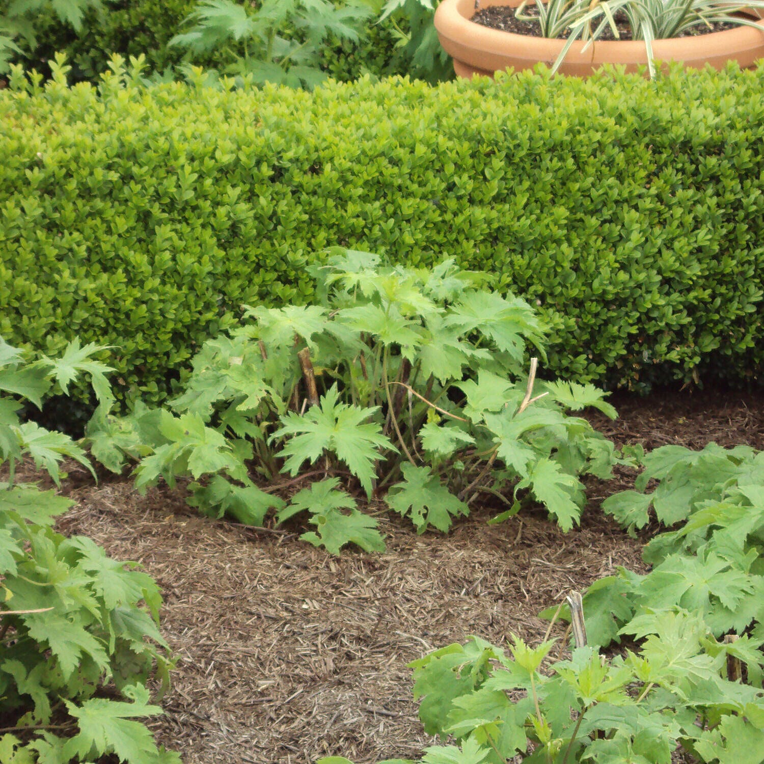 Strulch Mineralised Straw Garden Mulch 9kg Bag