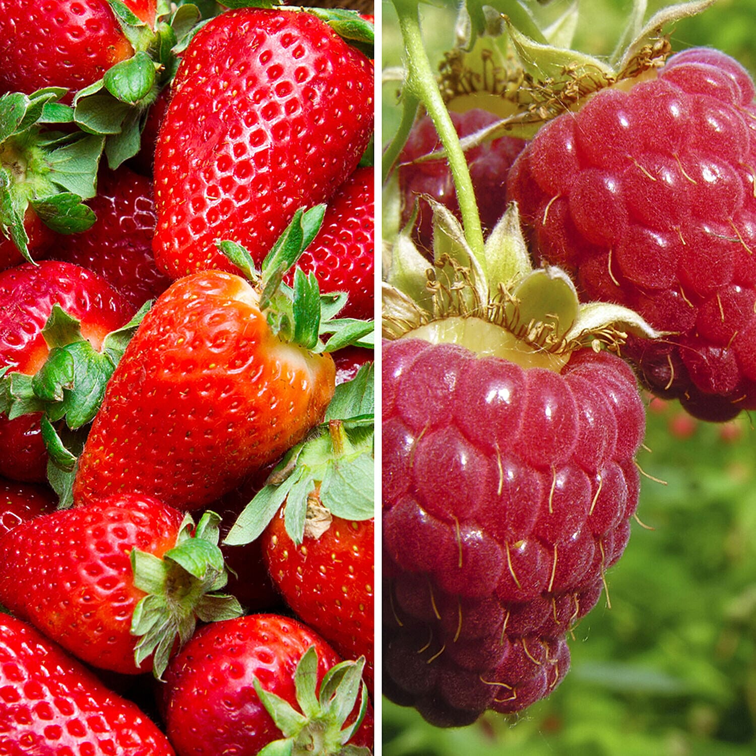 Summer Berry Bundle - 20 Strawberry Runners & 10 Raspberry Canes