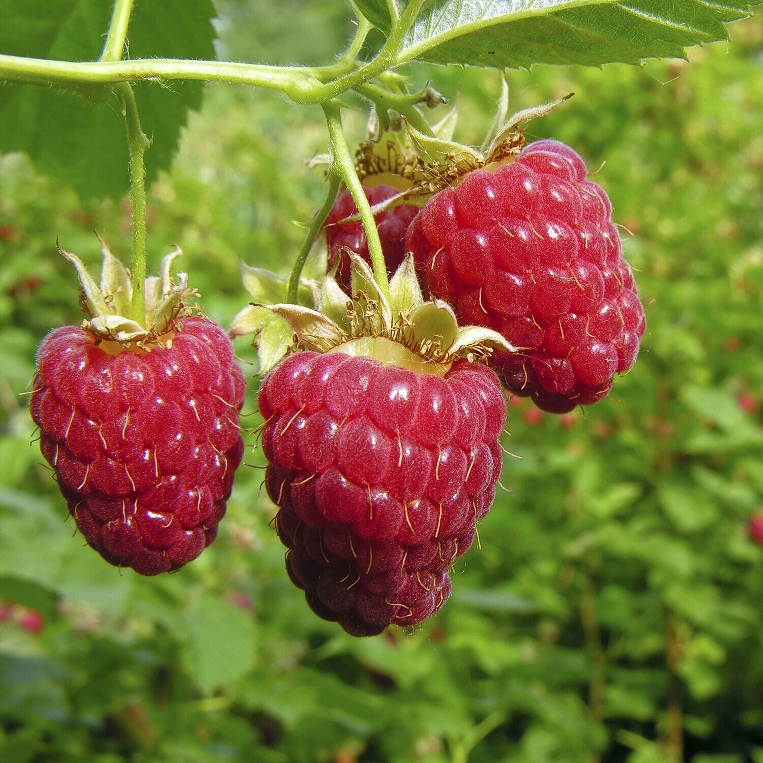 Summer Berry Bundle - 20 Strawberry Runners & 10 Raspberry Canes