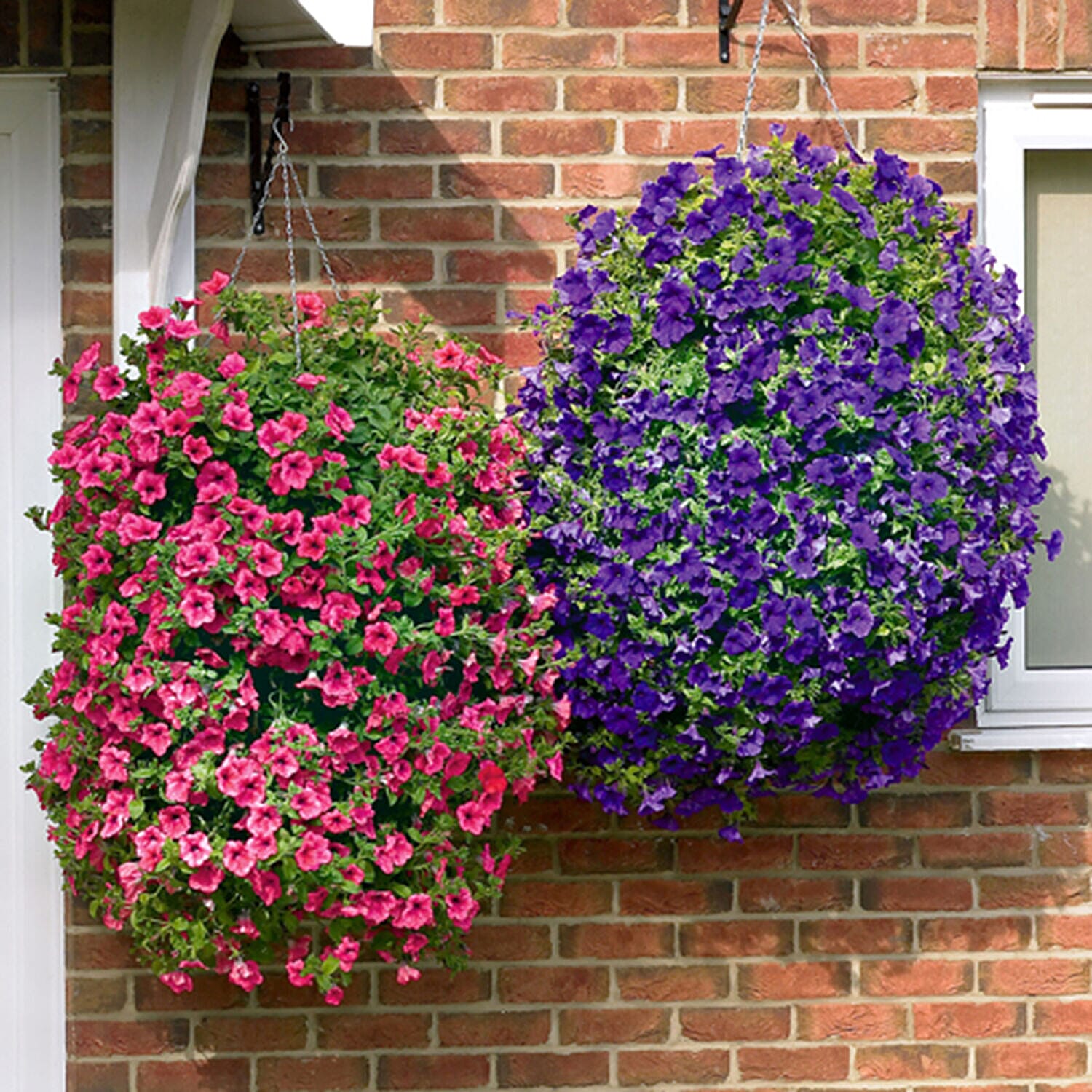 Best Selling Trailing Surfinia Collection - 18 Plug Plants