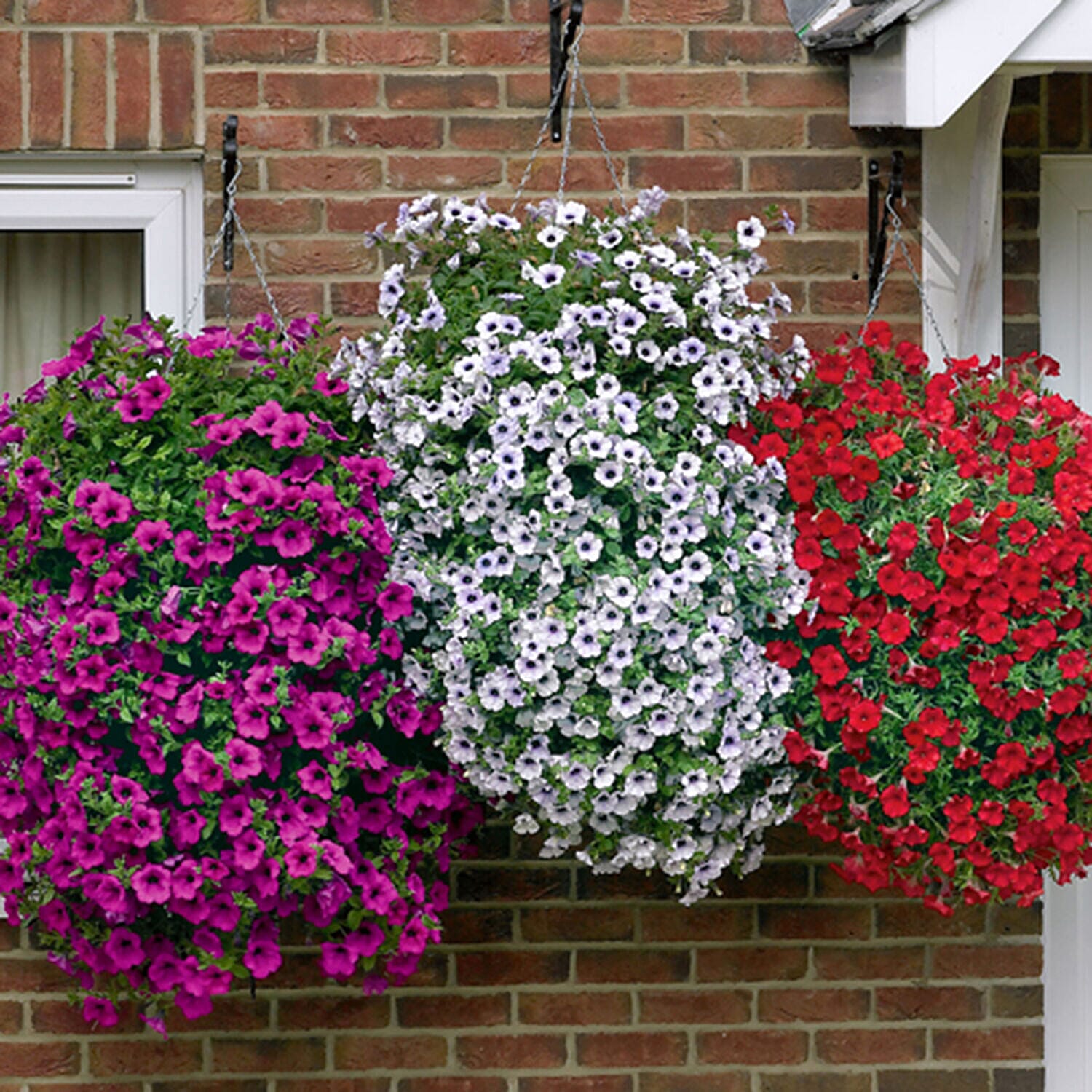 Best Selling Trailing Surfinia Collection - 18 Plug Plants