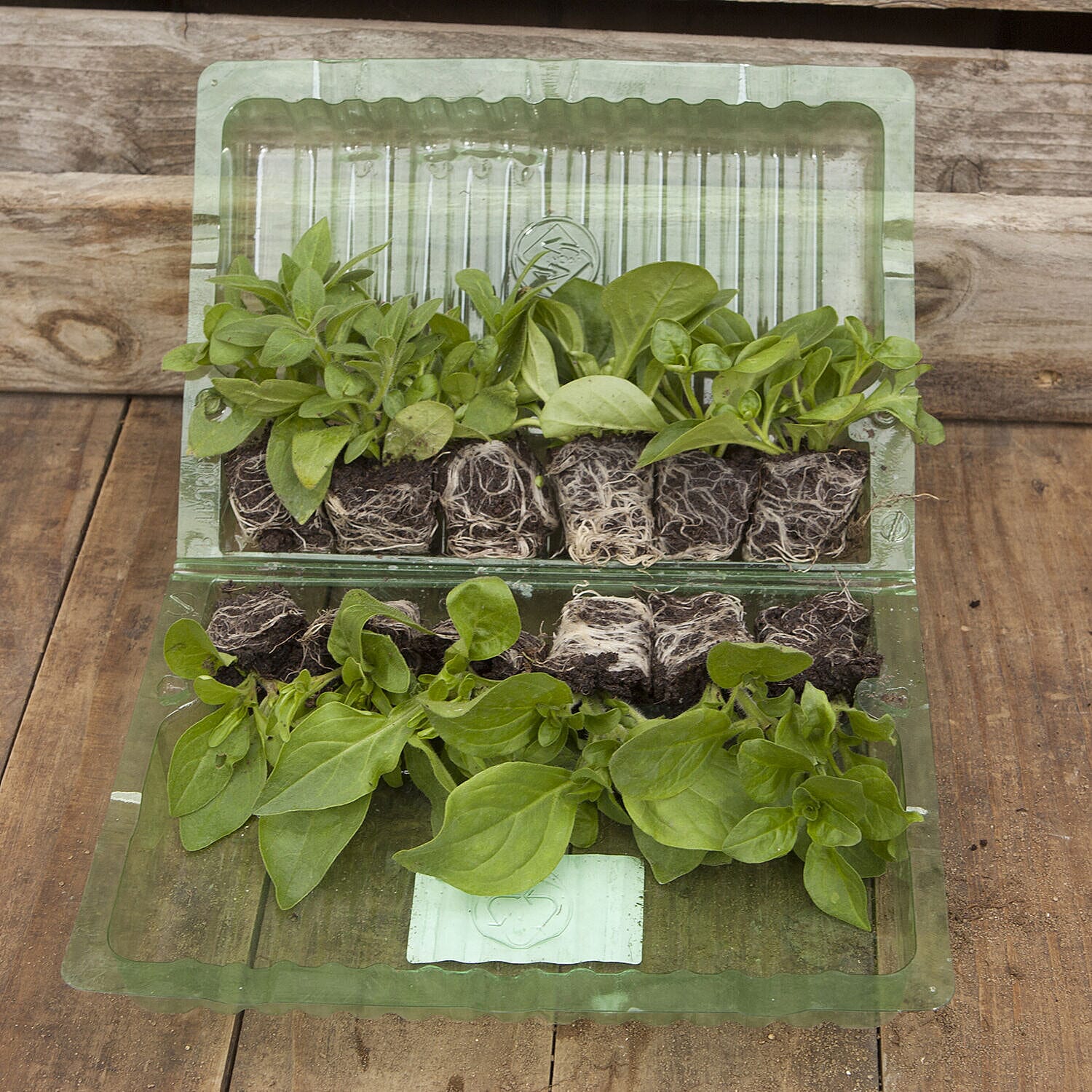 Best Selling Trailing Surfinia Collection - 18 Plug Plants