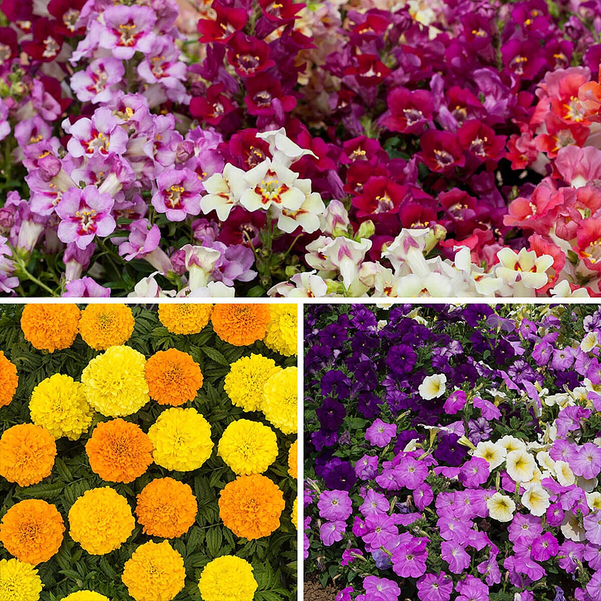 60 Plug Plant Collection - Wall Flowers, Marigolds & Petunia