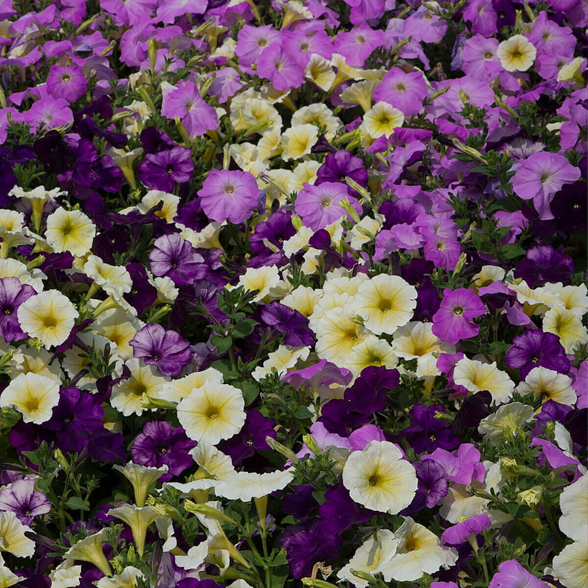 60 Plug Plant Collection - Wall Flowers, Marigolds & Petunia